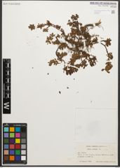 Foto von Salix retusa L.